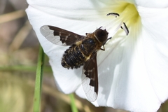 Hemipenthes morioides