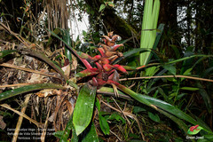 Guzmania gloriosa