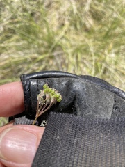 Perideridia parishii latifolia