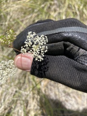 Perideridia parishii latifolia