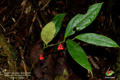 Psammisia pennellii