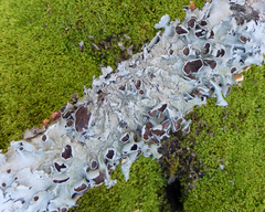 Parmotrema submarginale