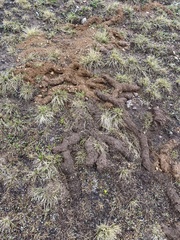 Thomomyini