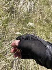 Perideridia parishii latifolia