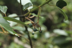 Sapium stylare