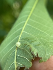 Caryomyia cilidolium