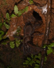 Thrigmopoeus truculentus
