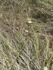 Perideridia parishii latifolia