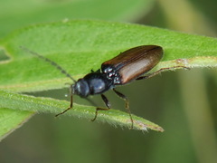Oestodes tenuicollis
