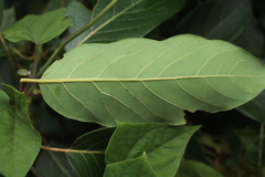 Sapium stylare