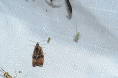 Evora hemidesma