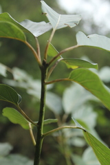 Sapium stylare