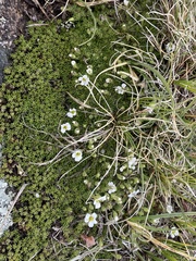 Cerastium beeringianum