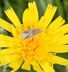 Stictopleurus punctiventris