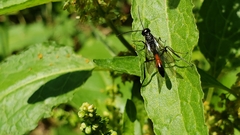 Evanioidea