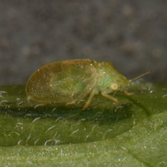 Rhinocola aceris
