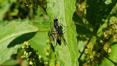 Evanioidea