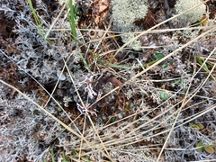 Masonhalea richardsonii