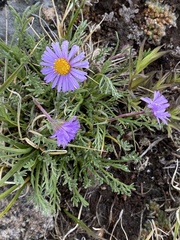 Erigeron pinnatisectus