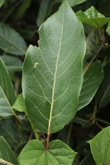 Sapium stylare