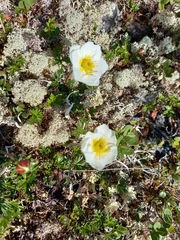 Sieversia pusilla