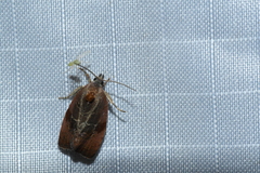 Evora hemidesma