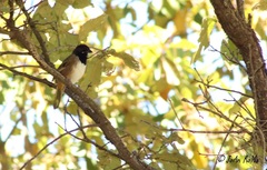 Pipilo maculatus × ocai