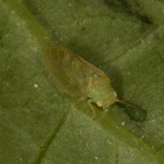 Rhinocola aceris