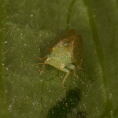 Rhinocola aceris