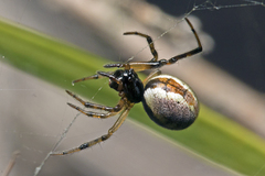 Theridion theridioides