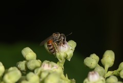 Halictus latisignatus