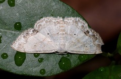 Scopula propinquaria