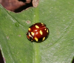 Ceratogergithus pseudotessellatus