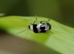 Monolepta cavipennis
