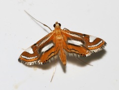 Agassiziella