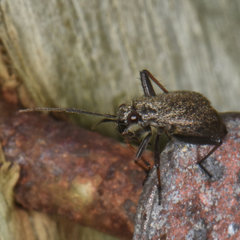 Orthocephalus saltator