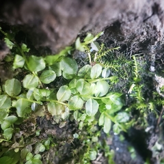 Plagiomnium ellipticum