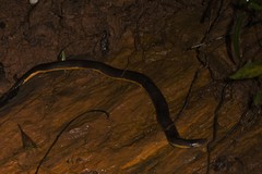 Ichthyophis beddomei