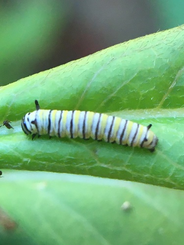 photo of Monarch (Danaus plexippus)