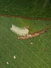 Psyllaephagus parvus