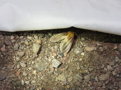 Eulithosia plesioglauca