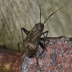 Orthocephalus saltator