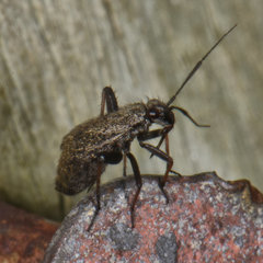 Orthocephalus saltator