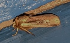 Ochropleura implecta