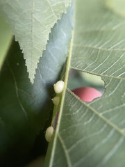 Caryomyia conoidea