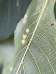 Caryomyia conoidea