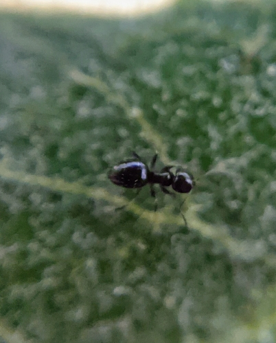 photo of Rover Ants (Brachymyrmex)
