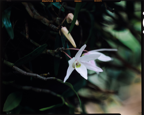 Dendrobium moniliforme (Dendrobium moniliforme)