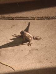 Sceloporus occidentalis
