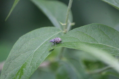 Pantomorus albosignatus